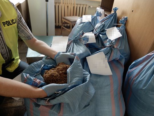 180 kg nielegalnego tytoniu w dwóch busach. Do zatrzymań doszło we Włocławku i Szpetalu Górnym