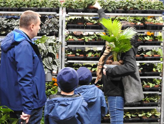 250 różnych gatunków roślin na Festiwalu Kwiatów we Włocławku 