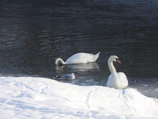 3 martwe łabędzie miały ptasią grypę. Pierwszy taki przypadek w tym roku