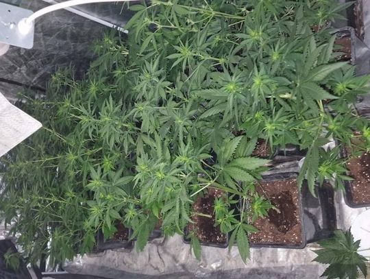 35-letni włocławianin miał w garażu plantację konopi