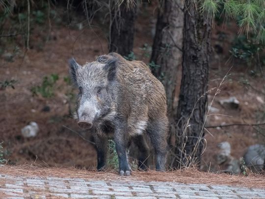 3584 dzików do odstrzału w województwie z powodu ASF. 327 w powiecie włocławskim