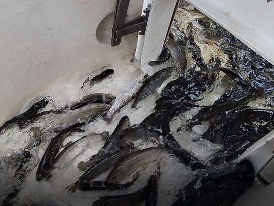 40 tysięcy sztuk smoltów troci wędrownej trafiło do Wisły [wideo]