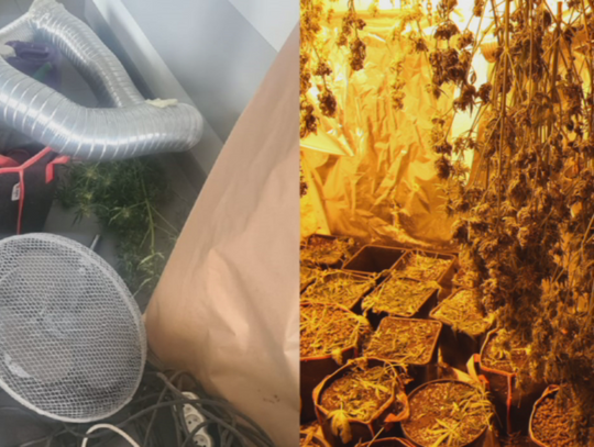 50-latek w centrum Włocławka, w garażu hodował marihuanę