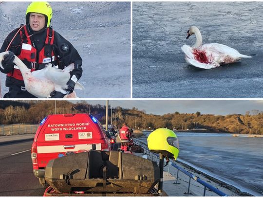 Akcja na zbiorniku włocławskim. WOPR uratował rannego łabędzia