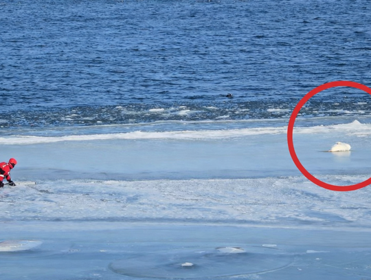 Alarm na bulwarach. Służby ruszyły do łabędzia na Wiśle [WIDEO]