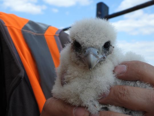 Anwil ogłosił konkurs na imię dla sokoła. Jaka nagroda?