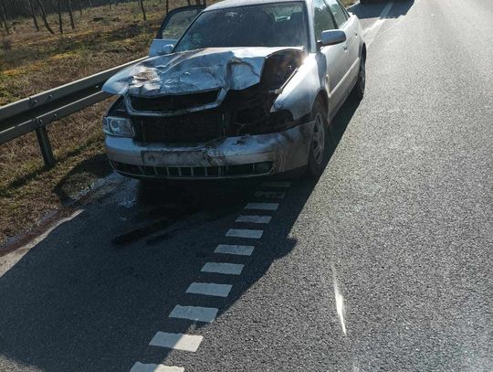 Audi uderzyło w jelenia, a zwierzę w rowerzystę. Cyklista trafił do szpitala