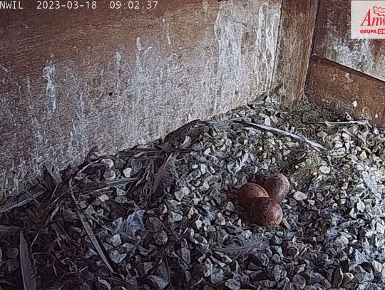Aż 7 sokołów może przyjść na świat we Włocławku! Trwa inkubacja jaj