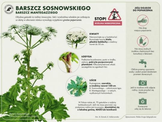 Barszcz sosnowskiego na osiedlu Zazamcze? Niebezpieczna roślina już wcześniej pojawiała się we Włocławku