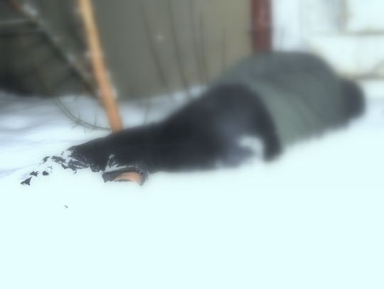 Bezdomny zmarł z wychłodzenia. Zgon nastąpił w bramie przy ul. 3-go Maja 