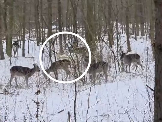 Biały daniel we włocławskich lasach. Niezwykłe nagranie z okolic Fabianek [wideo]