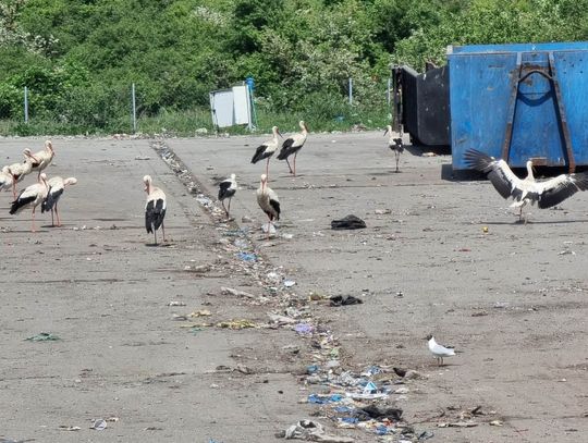 Bociany żerują na wysypisku w Machnaczu. To stanowi zagrożenie dla ich zdrowia i życia