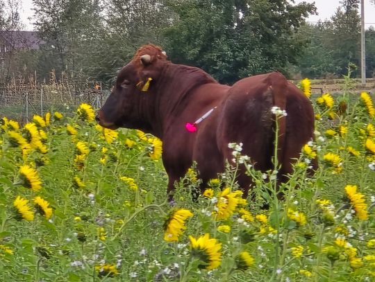 Byk uciekł z posesji. Zwierzę było agresywne