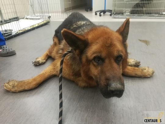 Cała Polska ratuje maltretowanego Nestora, psa organisty!