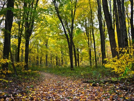 Chcesz sprzedać las? Nadleśnictwo Włocławek zaprasza do kontaktu