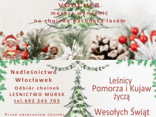 Choinka dla życia – jeśli oddasz krew otrzymasz świąteczne drzewko