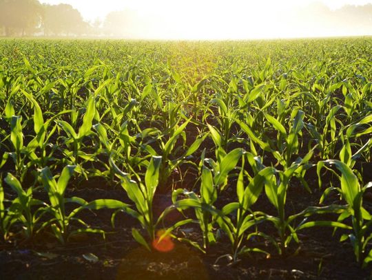 Chwastnica pod presją, kukurydza bez konkurencji – jak skutecznie wygrać walkę o plon?