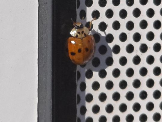 Ciepła jesień przyciągnęła biedronki azjatyckie. Mieszkańcy Włocławka zaskoczeni ich liczbą