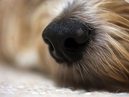 Co dalej ze sprawą psa pozostawionego pod Biedronką? Schronisko przekazało informację