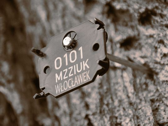 Co oznaczają tabliczki na drzewach w Parku im. Henryka Sienkiewicza? Chodzi o identyfikację