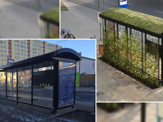 Kosztował 49 200 zł, po remoncie Kaliskiej została wiata i donica. Czy zielony przystanek powróci?