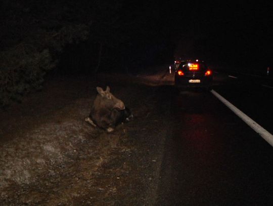 Coraz więcej zwierząt pojawia się na drogach. Policjanci apelują o ostrożność
