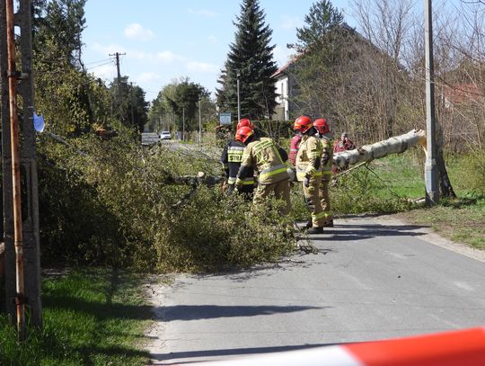 Część domów  przy ulicy Parkowej bez prądu. Spróchniała brzoza uszkodziła linię energetyczną