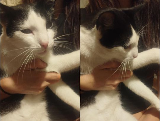 Czy ktoś szuka kota? Zadbana kotka znaleziona na Chopina. Pilnie potrzebny dom