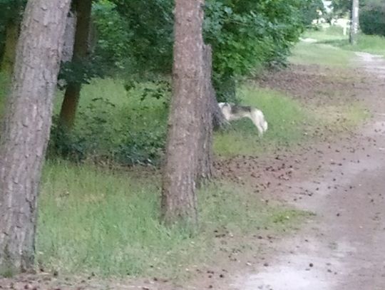Czy w lesie na Zazamczu grasuje wilk? Pyta mieszkanka osiedla