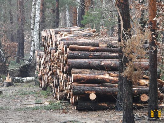 Deficyty drewna w leśnictwach. To skutek ogromnych podwyżek cen paliw kopalnych