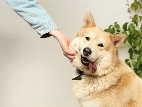 Dentystyczne przysmaki dla psa - czy warto podawać je pupilowi?