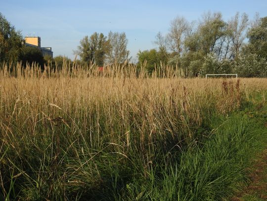 Do kogo należy zaniedbane boisko przy ul. Płockiej? Właściciel terenu na którym powstało nic o nim nie wie...