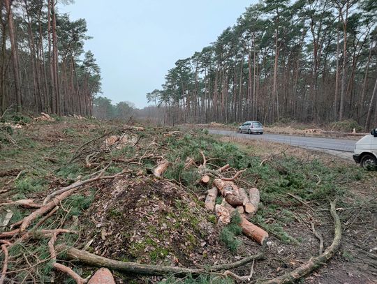 Do końca lutego zniknie 11,5 ha lasu między os. Michelin a ul. Wiejską