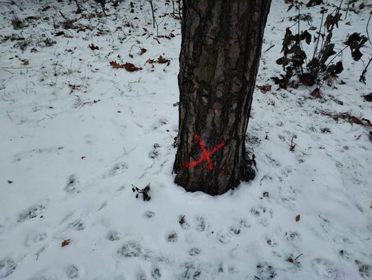 Drzewa przy ulicy Leśnej do wycięcia? Jest odpowiedź Urzędu Miasta