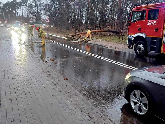Drzewo przewrociło się na pojazd jadący ul. Lipnowską, w którym podróżowały dwie osoby