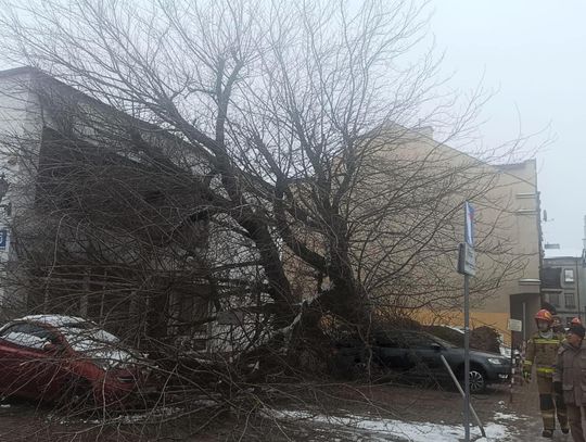 Drzewo przewróciło się na zaparkowane auta i budynek przy ul. Przedmiejskiej