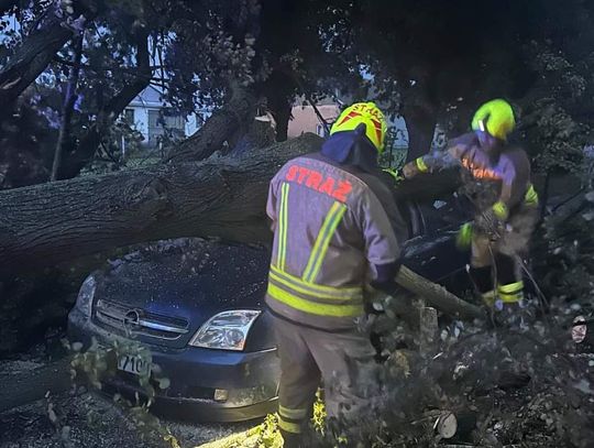 Drzewo runęło na jadący drogą pojazd