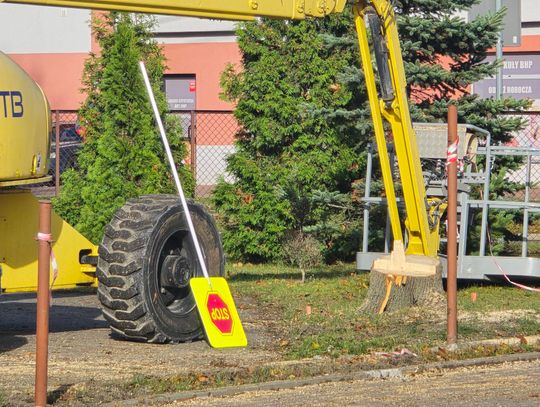 Dzieci posadziły drzewka, teraz trwa wycinka. Usunięto 12 drzew