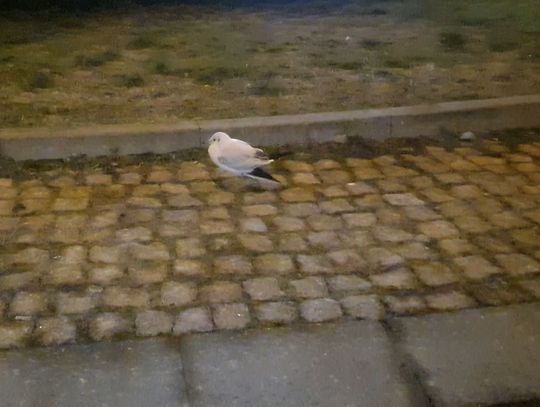 Dziki ptak ze złamanym skrzydłem na skrzyżowaniu. Jak reagować ?