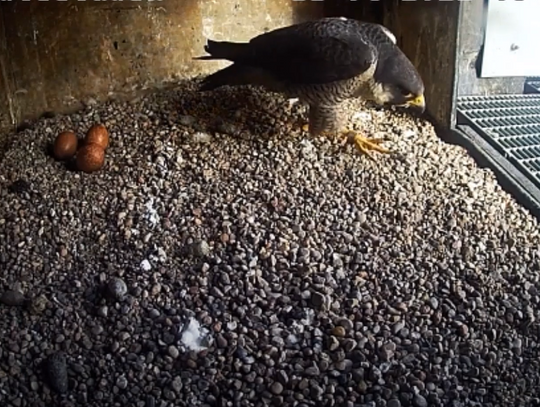 Dziś rusza konkurs na imiona dla sokołów, które niebawem przyjdą na świat na kominie MPEC