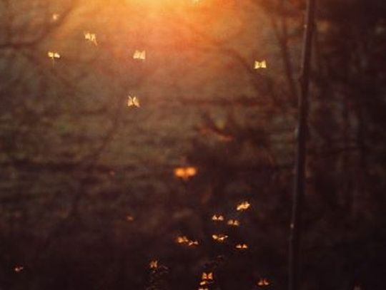 Dziś ruszają opryski na meszki. Pierwszy zabieg o 19:00