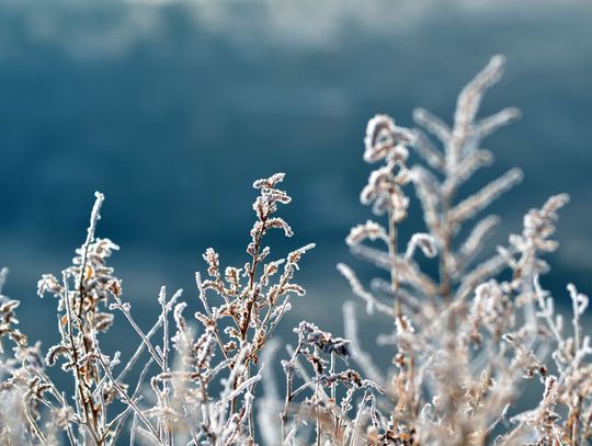 Dzisiejszej nocy wystąpią przymrozki