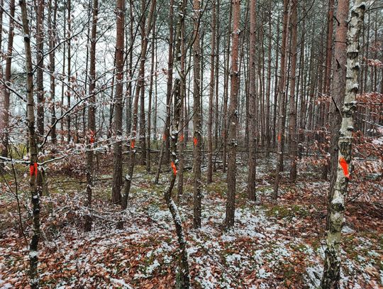Farba na drzewach w okolicznych lasach. Te drzewa zostaną wycięte