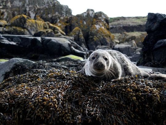 Foka Szarytka przypłynęła z Bałtyku i być może nadal jest we Włocławku 
