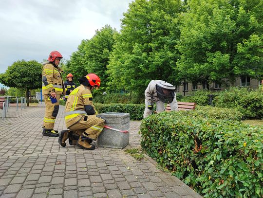 Gniazdo os na Bulwarach w pobliżu placu zabaw. Interweniowali strażacy