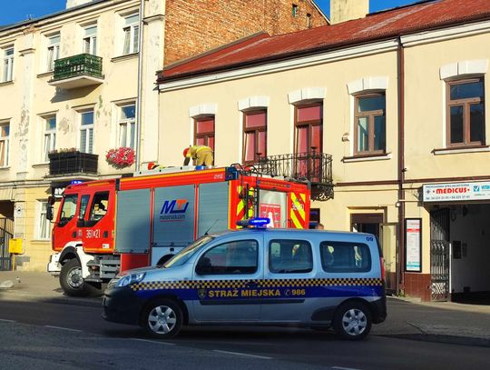Gołąb nielot postawił na nogi włocławskie służby. Trafił do weterynarza