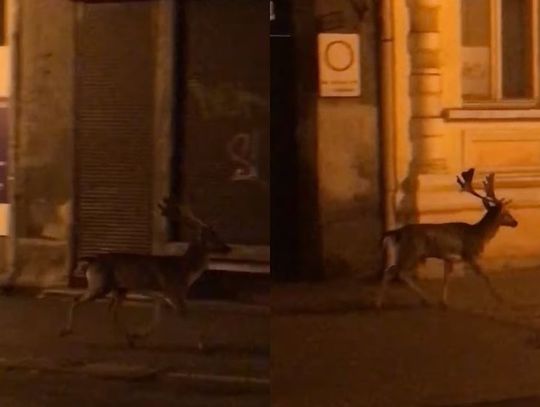 Gość z lasu biegał w nocy po centrum Włocławka [video]