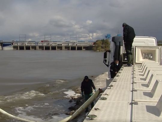 "Imponujące" zarybianie Wisły. Do rzeki we Włocławku trafiło 50 000 sztuk smoltów troci