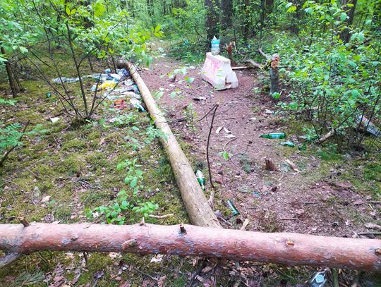 Imprezują w lesie za kościołem św. Józefa. Ścięli nawet sporych rozmiarów drzewo żeby mieć na czym siedzieć 