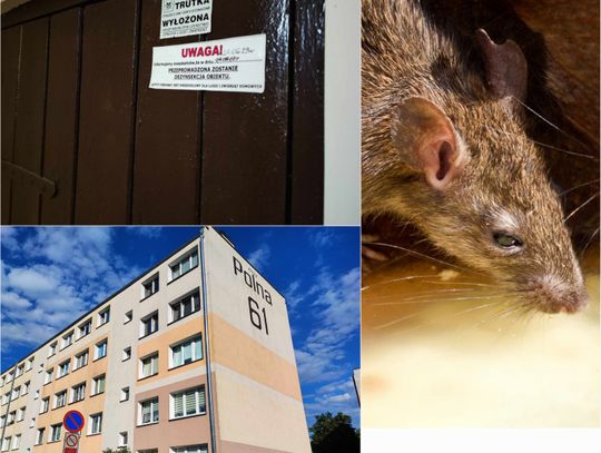 Inwazja szczurów w bloku na ul. Polnej "drapią w ścianie"